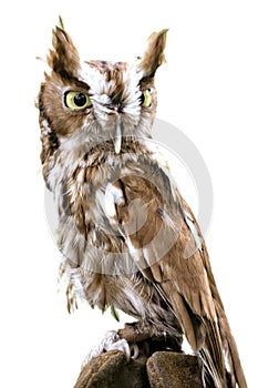 Eastern Screech Owl Isolated