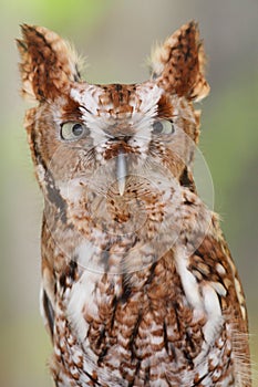 Eastern Screech-Owl (Megascops asio)