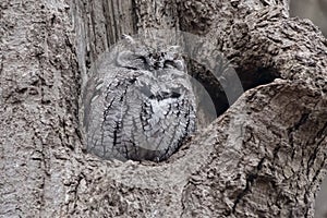 Eastern Screech Owl - Megascops asio