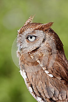 Eastern Screech-Owl (Megascops asio) photo