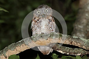 Eastern Screech-Owl Megascops asio photo