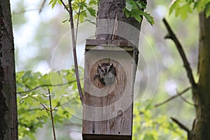 Eastern screech-owl Megascops asio