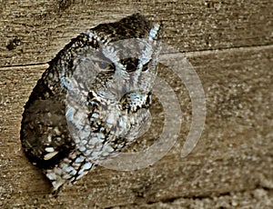 Eastern Screech Owl Megascops asio