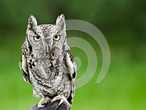 Eastern Screech Owl (Megascops asio) photo