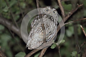Eastern Screech-Owl (Megascops asio) photo