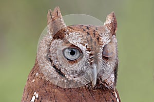 Eastern Screech-Owl (Megascops asio) Winking photo