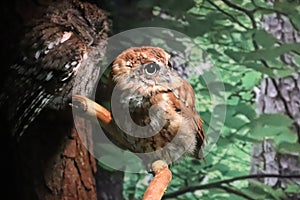 Eastern screech owl Megascops asio 7