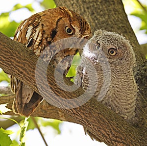 Eastern screech owl mother and baby perched on a tree branch