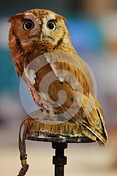 Eastern Screech Owl (Otus asio) photo