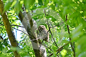 Eastern Screech Owl and Owlets