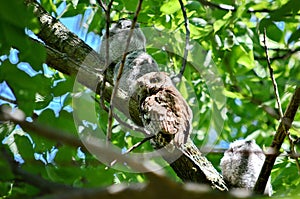 Eastern Screech Owl and Owlets