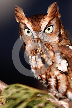 Eastern Screech Owl Perched