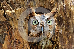 Eastern Screech Owl Perched in a Hole in a Tree