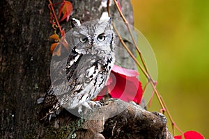 Eastern Screech Owl perched on a tree