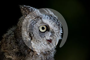 Eastern Screech Owl portrait against black background