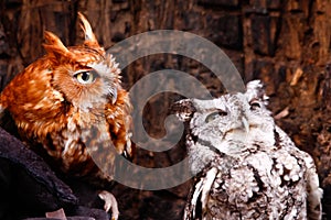 Eastern Screech Owl Red and Gray Phases