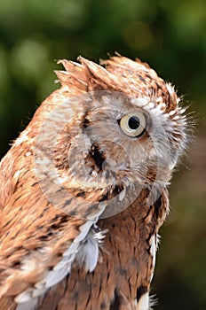 Eastern Screech Owl