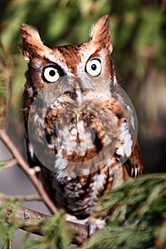 Eastern Screech Owl - Red Phase
