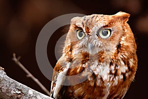 Eastern Screech Owl Red Phase Perching