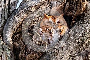 Eastern Screech Owl rufous morph