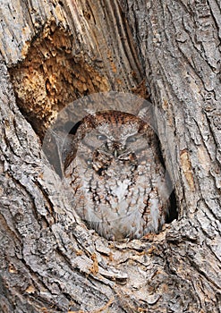 Eastern Screech-Owl sitting in a tree gouge