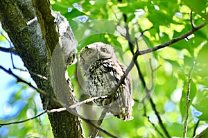 Eastern Screech Owl