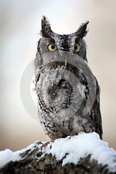 Eastern Screech Owl & Snow