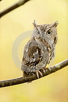 Eastern screech owl standing on a tree branch under the sunlight with a blurry background