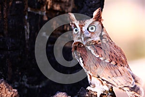 Eastern Screech Owl Talking