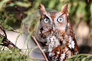 Eastern Screech Owl in tree