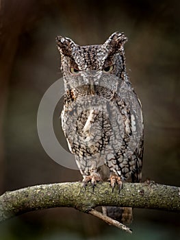 Eastern Screech Owl in Tree