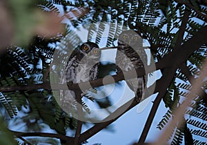eastern screech owl on the tree