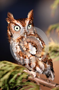 Eastern Screech Owl on a tree branch