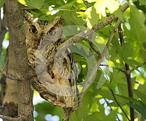 Eastern Screech Owl