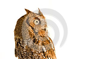Eastern Screen Owl Portrait