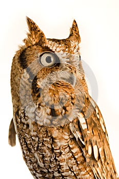 Eastern Screen Owl Portrait