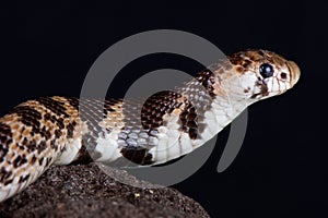 Eastern shield-nose snake Aspidelaps scutatus fulafula photo