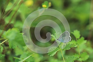 Eastern short-tailed blue butterfly