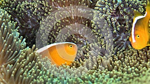 Eastern Shunk Anemonefish, Lembeh, Indonesia