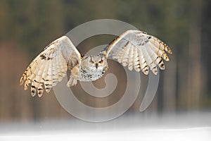 Eastern Siberian Eagle Owl flying in winter. Beautiful owl from Russia flying over snowy field. Winter scene with majestic rare ow