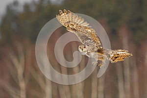 Eastern Siberian Eagle Owl flying in winter. Beautiful owl from Russia flying over snowy field. Winter scene with majestic rare ow