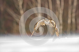 Eastern Siberian Eagle Owl flying in winter. Beautiful owl from Russia flying over snowy field. Winter scene with majestic rare ow