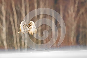 Eastern Siberian Eagle Owl flying in winter. Beautiful owl from Russia flying over snowy field. Winter scene with majestic rare ow