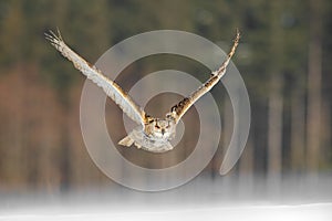 Eastern Siberian Eagle Owl flying in winter. Beautiful owl from Russia flying over snowy field. Winter scene with majestic rare ow