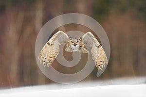 Eastern Siberian Eagle Owl flying in winter. Beautiful owl from Russia flying over snowy field. Winter scene with majestic rare ow