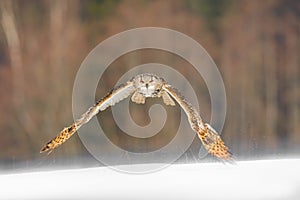 Eastern Siberian Eagle Owl flying in winter. Beautiful owl from Russia flying over snowy field. Winter scene with majestic rare ow