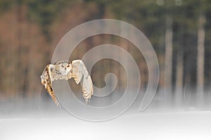 Eastern Siberian Eagle Owl flying in winter. Beautiful owl from Russia flying over snowy field. Winter scene with majestic rare ow