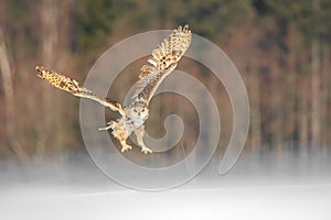 Eastern Siberian Eagle Owl flying in winter. Beautiful owl from Russia flying over snowy field. Winter scene with majestic rare ow