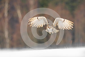 Eastern Siberian Eagle Owl flying in winter. Beautiful owl from Russia flying over snowy field. Winter scene with majestic rare ow