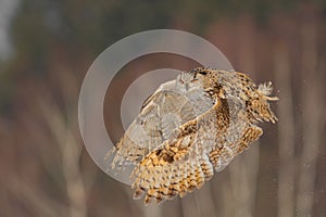 Eastern Siberian Eagle Owl flying in winter. Beautiful owl from Russia flying over snowy field. Winter scene with majestic rare ow